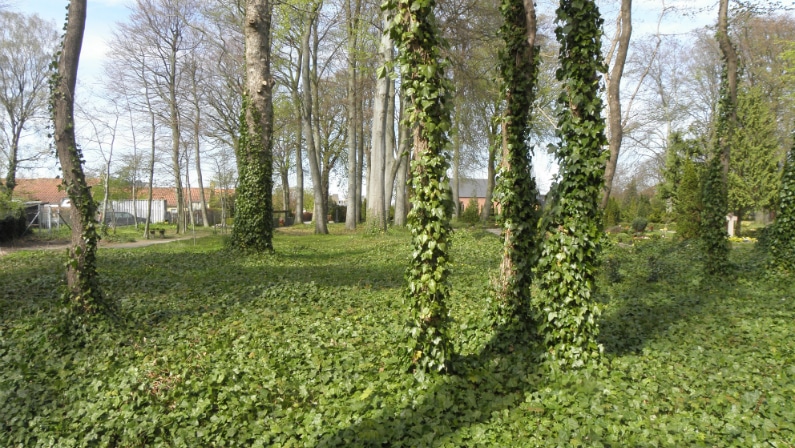Dragør Kirkegård, skovafsnit Foto af Dragør Kirkegård, skovafsnit